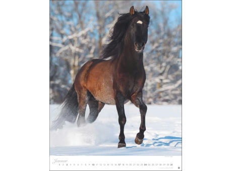 Pferde Classics Posterkalender