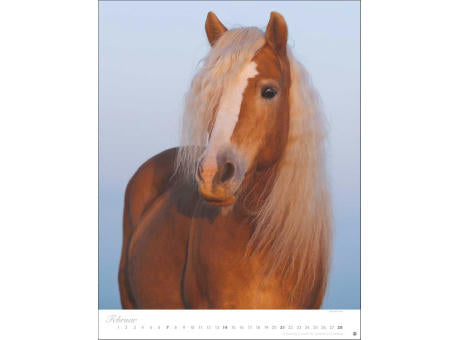 Pferde Classics Posterkalender