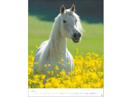 Pferde Classics Posterkalender