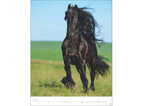 Pferde Classics Posterkalender
