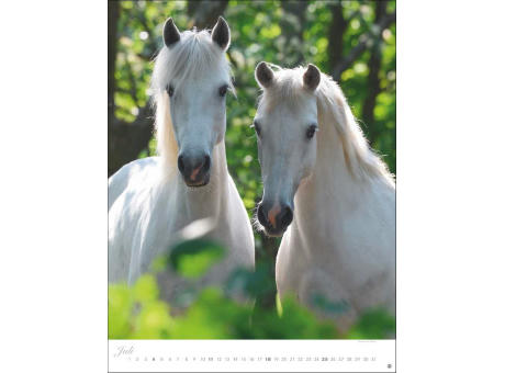 Pferde Classics Posterkalender