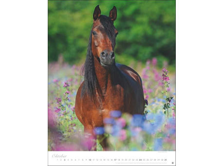 Pferde Classics Posterkalender