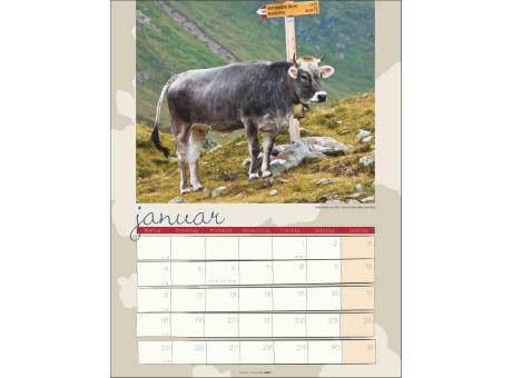 Kuh Kalender