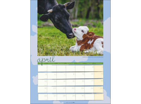 Kuh Kalender