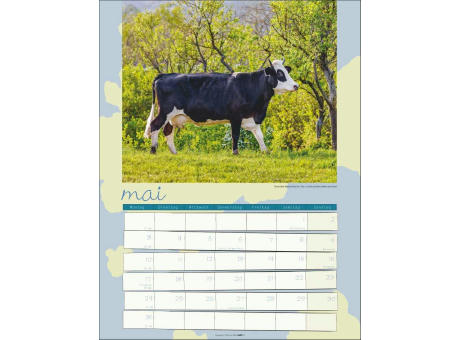 Kuh Kalender