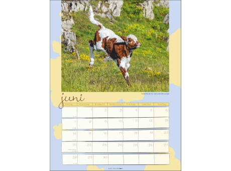 Kuh Kalender