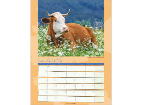 Kuh Kalender