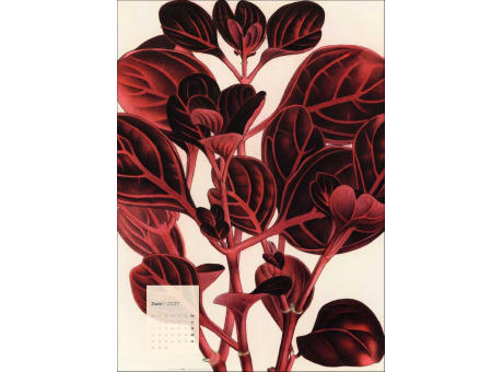 Botanicals
