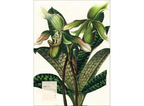 Botanicals