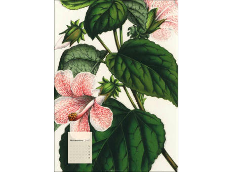 Botanicals