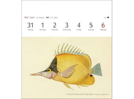 Fische Postkartenkalender