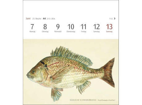 Fische Postkartenkalender