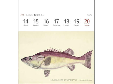 Fische Postkartenkalender