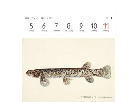 Fische Postkartenkalender