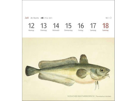 Fische Postkartenkalender