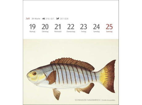 Fische Postkartenkalender