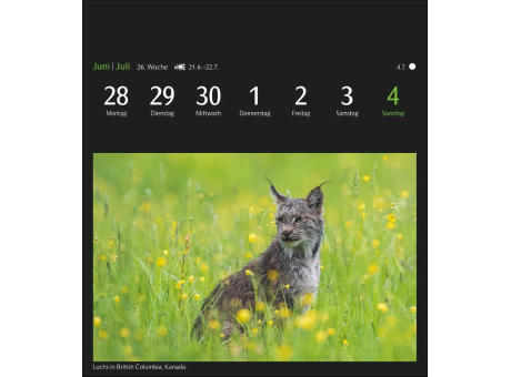 GEO Magische Natur Postkartenkalender