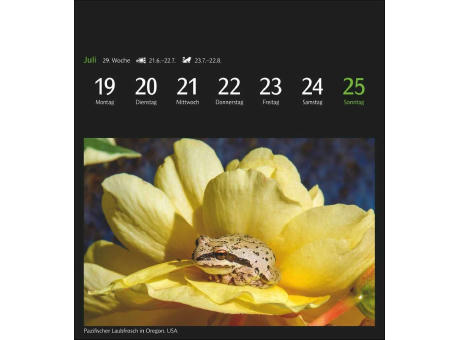GEO Magische Natur Postkartenkalender