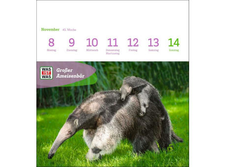 WAS IST WAS Geniale Tiere Postkartenkalender