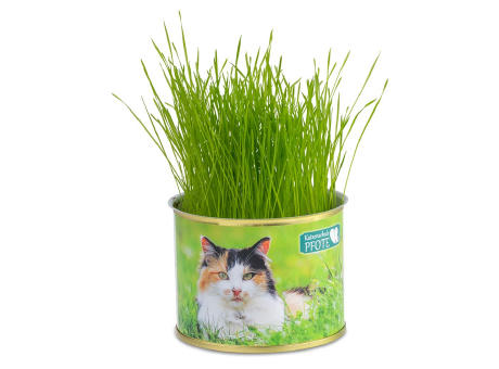 Katzen-Gras