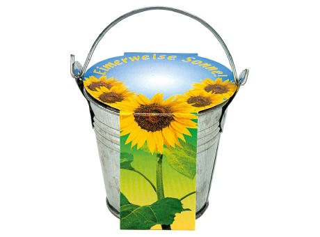 Zinkeimerchen Zwergsonnenblume