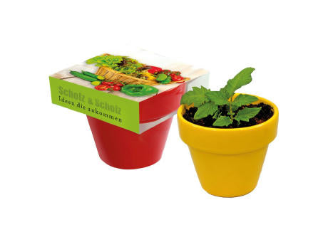 Naschgemüse Colour Cocktail Tomate