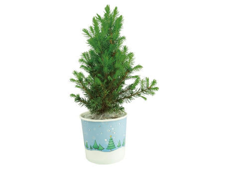 Cup-Bäumchen 20-30 cm