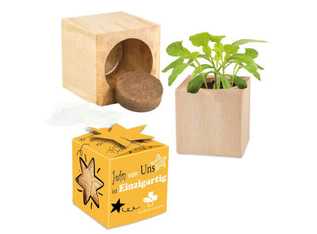Pflanz-Holz Star-Box Ostern mit Samen - Eierbaumsamen