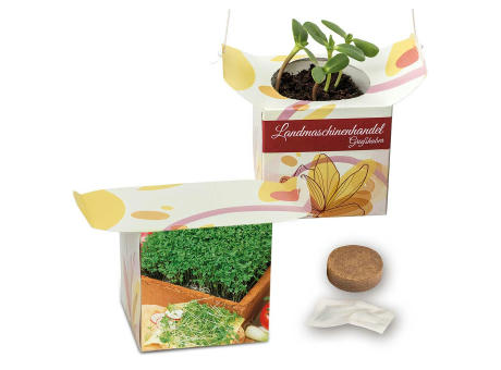 Blumenampel - Basilikum