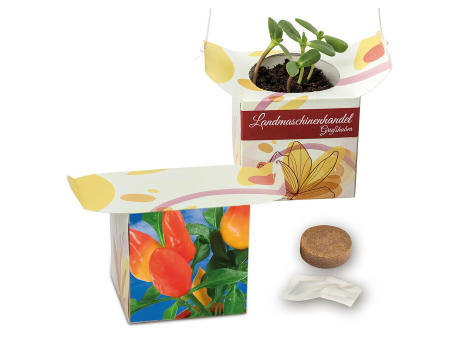 Blumenampel - Basilikum