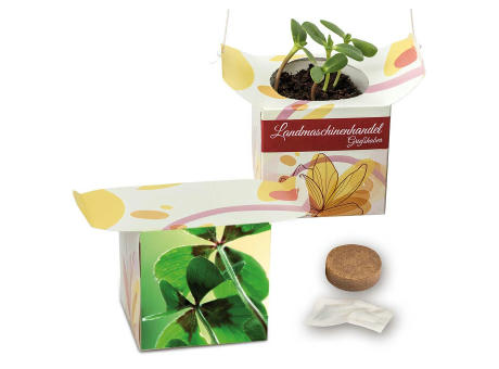 Blumenampel - Basilikum