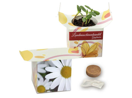 Blumenampel - Basilikum