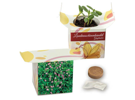 Blumenampel - Basilikum