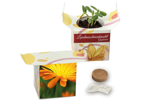 Blumenampel - Basilikum