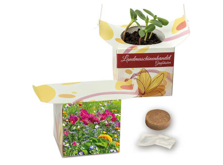 Blumenampel - Basilikum
