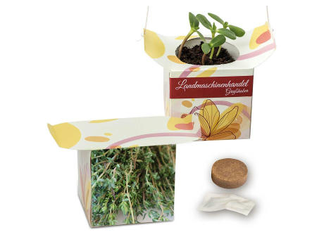 Blumenampel - Basilikum