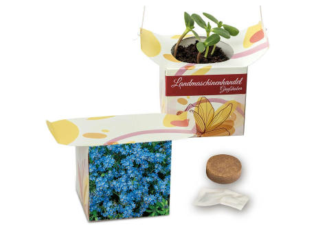 Blumenampel - Basilikum