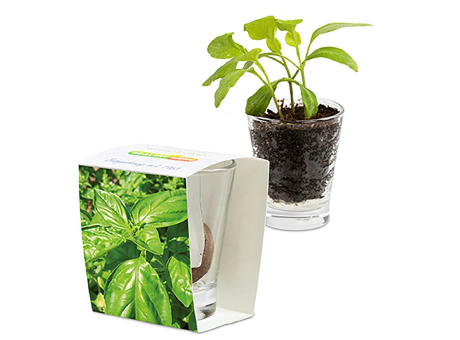 Caffeino-Glas mit Samen - Sonnenblume