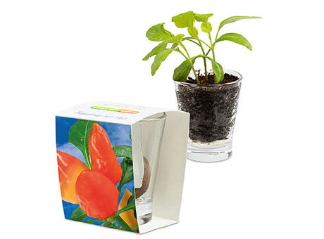 Caffeino-Glas mit Samen - Sonnenblume