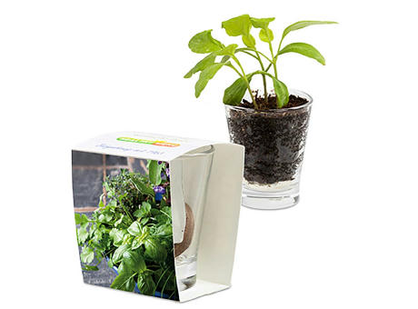 Caffeino-Glas mit Samen - Sonnenblume