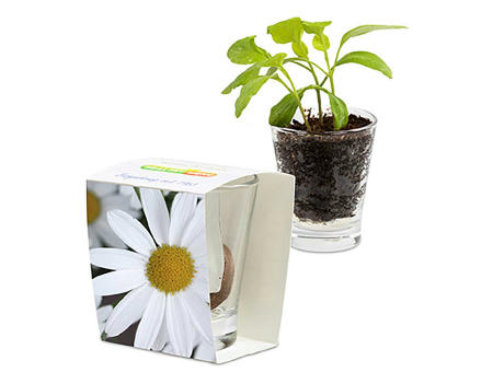 Caffeino-Glas mit Samen - Sonnenblume