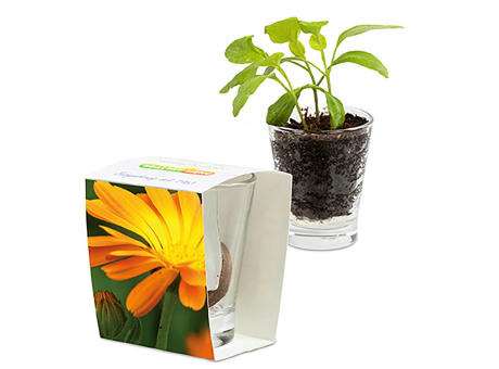 Caffeino-Glas mit Samen - Sonnenblume