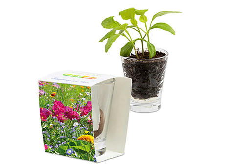 Caffeino-Glas mit Samen - Sonnenblume
