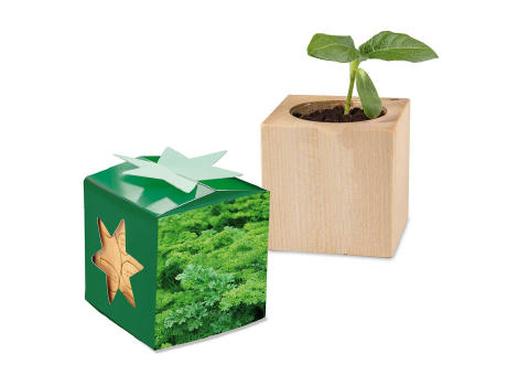 Pflanz-Holz Star-Box Ostern mit Samen - Eierbaumsamen