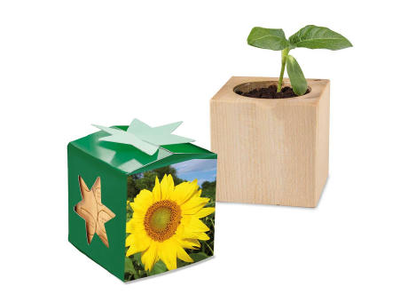 Pflanz-Holz Star-Box Ostern mit Samen - Eierbaumsamen