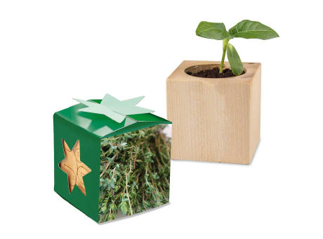 Pflanz-Holz Star-Box Ostern mit Samen - Eierbaumsamen