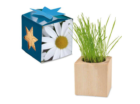 Pflanz-Holz Maxi Star-Box mit Samen - Basilikum