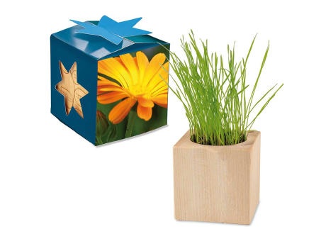 Pflanz-Holz Maxi Star-Box mit Samen - Basilikum