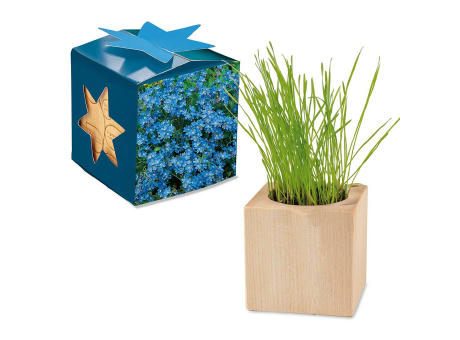 Pflanz-Holz Maxi Star-Box mit Samen - Basilikum