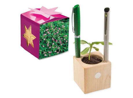 Pflanz-Holz Büro Star-Box mit Samen - Basilikum